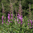 Habitusfoto Epilobium angustifolium