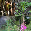 Foto von Besonderheit Epilobium angustifolium