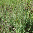 Habitusfoto Epilobium ciliatum