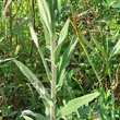 Blätterfoto Epilobium ciliatum