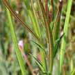 Foto von Besonderheit Epilobium ciliatum