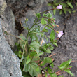 Habitusfoto Epilobium collinum