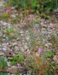 Habitusfoto Epilobium dodonaei