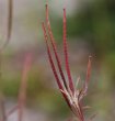 Fruchtfoto Epilobium dodonaei