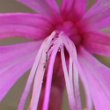 Foto von Besonderheit Epilobium dodonaei