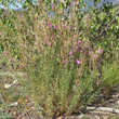 Habitusfoto Epilobium dodonaei