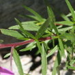 Blätterfoto Epilobium fleischeri