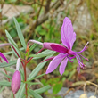 Blütenfoto Epilobium fleischeri