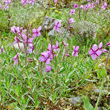 Habitusfoto Epilobium fleischeri