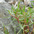 Stängel-/Stammfoto Epilobium fleischeri