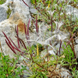 Fruchtfoto Epilobium fleischeri