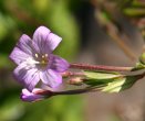 Foto Kelch Epilobium hirsutum