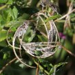 Foto von Besonderheit Epilobium hirsutum