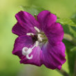 Portraitfoto Epilobium hirsutum