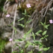 Habitusfoto Epilobium montanum