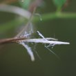 Fruchtfoto Epilobium montanum