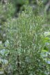 Foto von Besonderheit Epilobium montanum