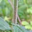 Stängel-/Stammfoto Epilobium parviflorum