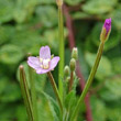 Portraitfoto Epilobium parviflorum