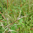 Fruchtfoto Epilobium parviflorum