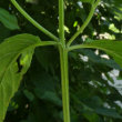 Stängel-/Stammfoto Epilobium roseum