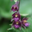 Portraitfoto Epipactis atrorubens