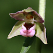 Portraitfoto Epipactis helleborine