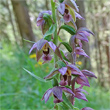 Blütenfoto Epipactis helleborine