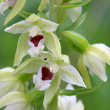 Portraitfoto Epipactis muelleri