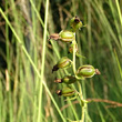 Fruchtfoto Epipactis muelleri