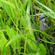Blätterfoto Epipactis palustris