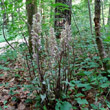 Habitusfoto Epipactis purpurata