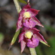 Blütenfoto Epipactis atrorubens