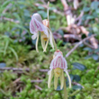Blütenfoto Epipogium aphyllum