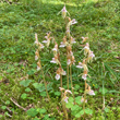 Habitusfoto Epipogium aphyllum
