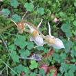 Foto von Besonderheit Epipogium aphyllum