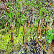 Habitusfoto Equisetum arvense