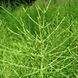 Blätterfoto Equisetum arvense