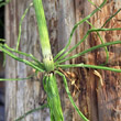 Foto von Besonderheit Equisetum arvense