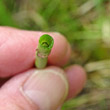 Stängel-/Stammfoto Equisetum fluviatile