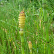 Foto von Besonderheit Equisetum fluviatile