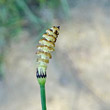 Blütenfoto Equisetum hyemale