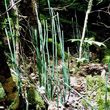 Habitusfoto Equisetum hyemale