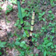 Foto der Jungpflanze Equisetum hyemale