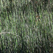 Foto von Besonderheit Equisetum hyemale