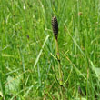 Portraitfoto Equisetum palustre