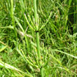 Blätterfoto Equisetum palustre