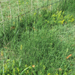 Habitusfoto Equisetum ramosissimum