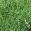 Bl&auml;tterfoto Equisetum ramosissimum