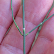 St&auml;ngel-/Stammfoto Equisetum ramosissimum